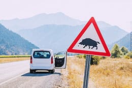 Accidentes con animales en carretera ¿Qué hacer?